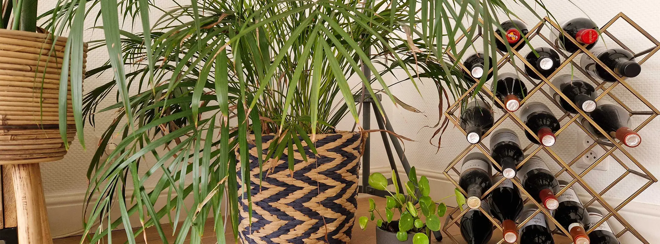 Planten abonnement in een woonkamer met een wijnrek met flessen rode wijn.