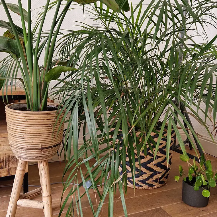 Huiskamer met verschillende soorten groene planten in pot