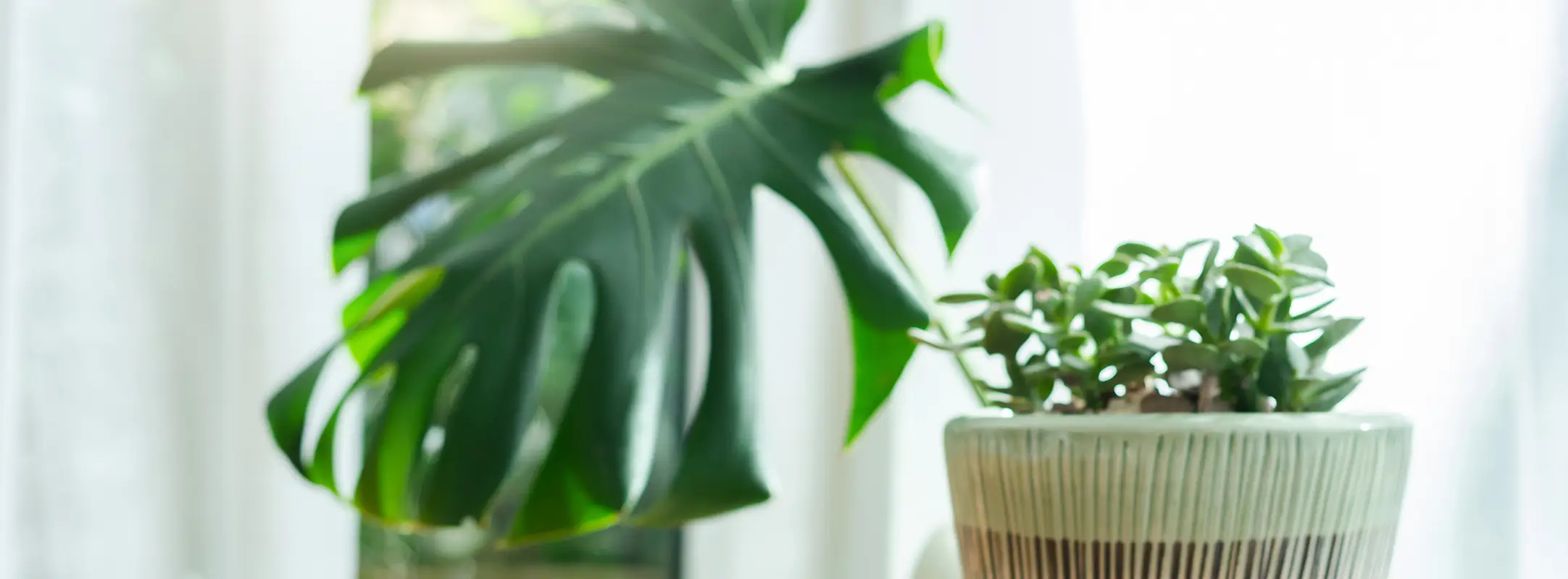 Twee planten: een olifantsoor en een vetplant