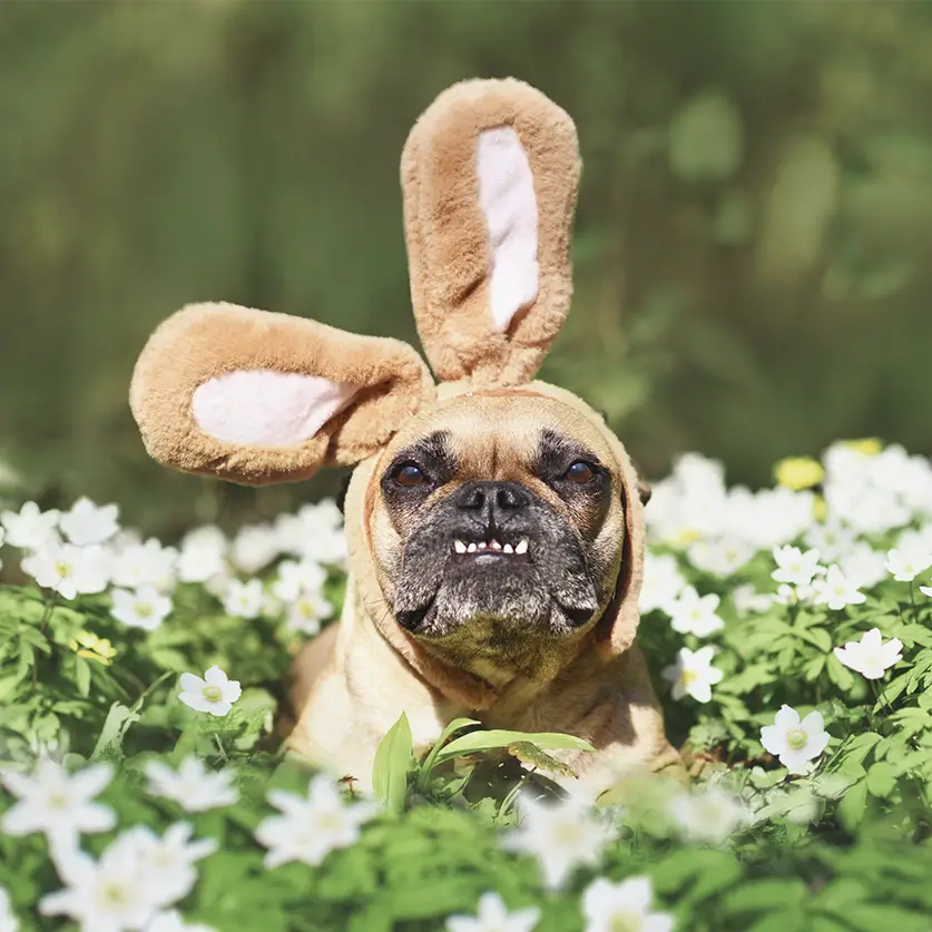 Mopshond in een veld vol bloemen met Paashaas oren die z'n tanden laat zien.