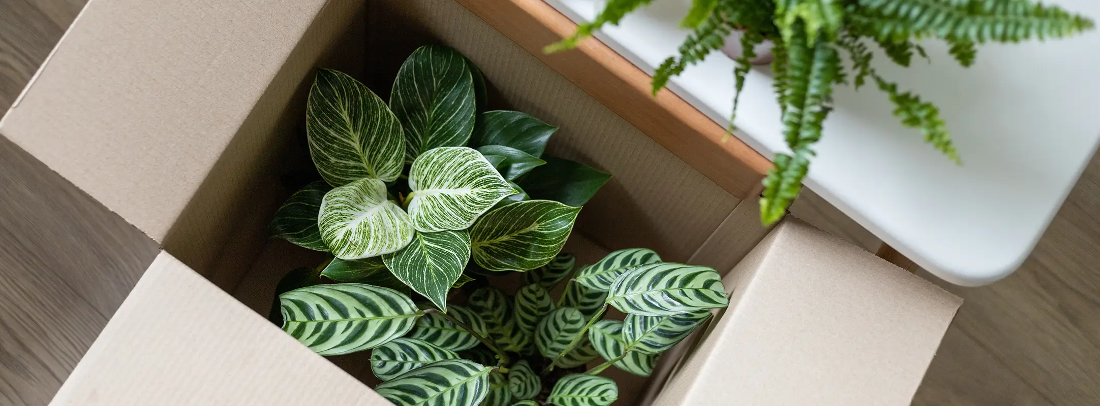 Een planten abonnement, vaak geleverd in een doos om je huis lekker groen te maken. Abonnementen op producten worden vaak aan huis geleverd in dozen of brievenbus pakketten.