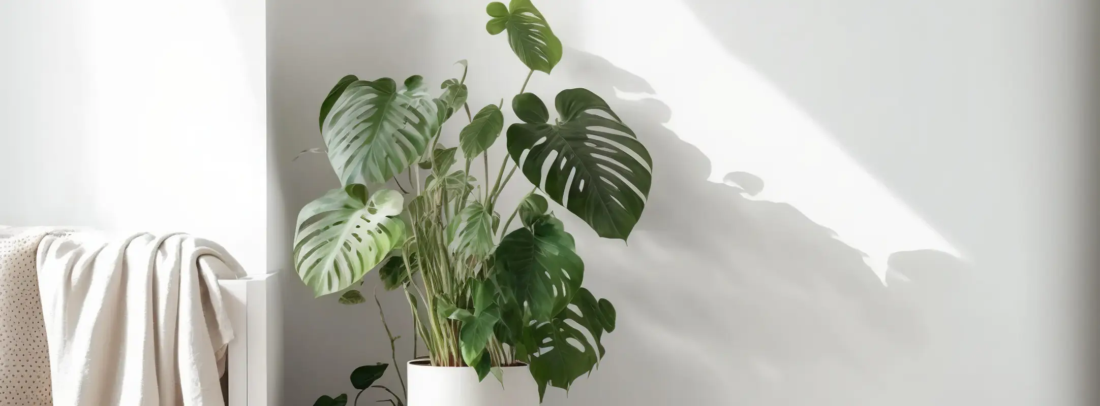 Monstera Deliciosa in de zon met een witte bloempot tegen een witte muur.