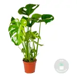 Monstera Deliciosa - luchtzuiverende kamerplant