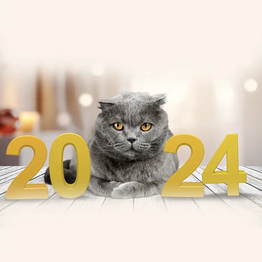 Kat in woonkamer met 2024 in cijfers op tafel.