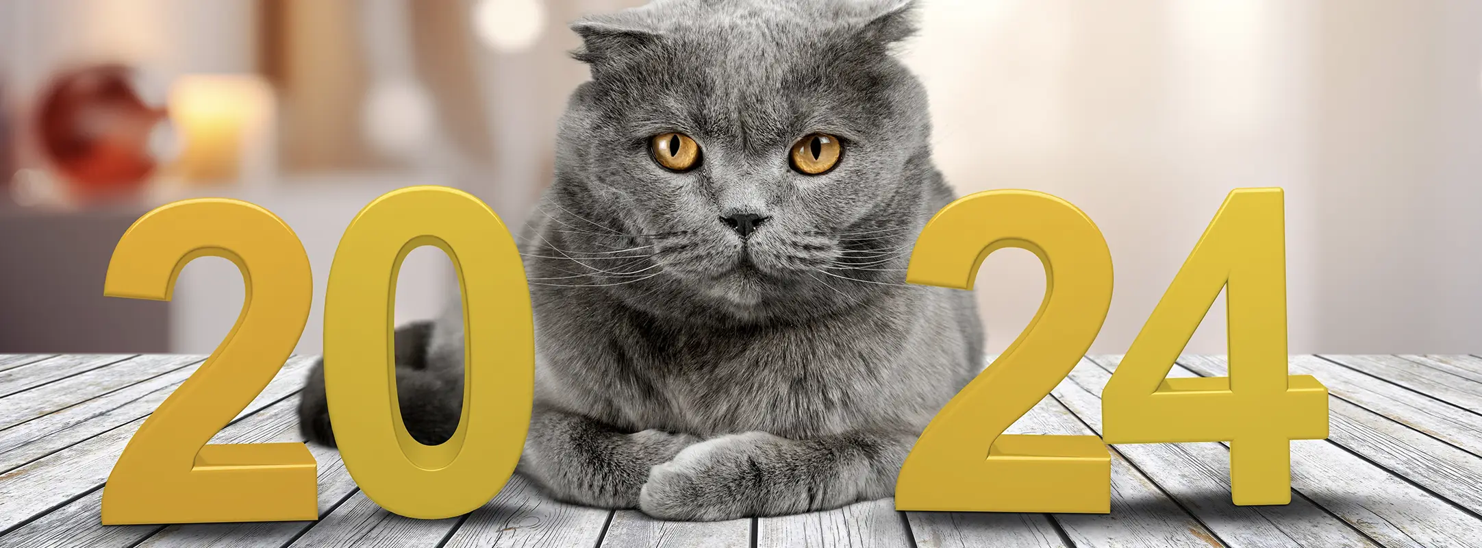 Kat in woonkamer met 2024 in cijfers op tafel.
